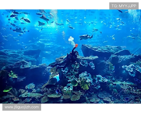 金鲨银鲨：海底巨兽的传说与真实，探索深海中的神秘生物世界